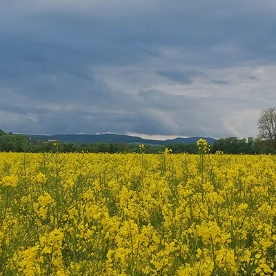 Rapsfeld bei Fritzlar