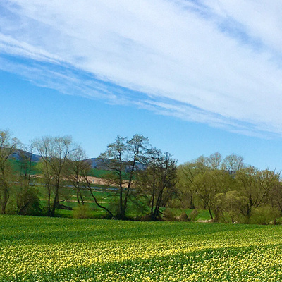 Rapsblüte zwischen Waltersbrück und Bischhausen