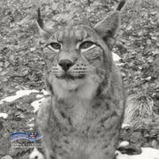 Das Bild zeigt einen Luchs in Schwarz-Weiß aus nächster Nähe. Das Tier sitzt im Freien auf einem mit Laub und vereinzelten Schneeresten bedeckten Boden und blickt aufmerksam nach vorn. Auffällig sind die spitzen Ohren mit dunklen Haarbüscheln und das dichte, gemusterte Fell. Unten links ist das Logo des Schwalm-Eder-Kreises eingeblendet.
