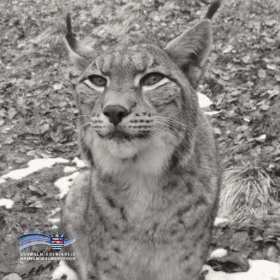 Das Bild zeigt einen Luchs in Schwarz-Weiß aus nächster Nähe. Das Tier sitzt im Freien auf einem mit Laub und vereinzelten Schneeresten bedeckten Boden und blickt aufmerksam nach vorn. Auffällig sind die spitzen Ohren mit dunklen Haarbüscheln und das dichte, gemusterte Fell. Unten links ist das Logo des Schwalm-Eder-Kreises eingeblendet.