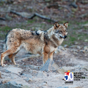 Bild zur Pressemeldung Wolfstag im Wildpark Knüll