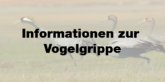 Auf dem Bild sind drei Kraniche zu sehen, die in einer offenen Wiesenlandschaft nebeneinander gehen. Der Hintergrund ist leicht unscharf, wodurch die Vögel im Vordergrund besser zu erkennen sind. Über das Bild ist in schwarzer, gut lesbarer Schrift der Text „Informationen zur Vogelgrippe“ gelegt.
