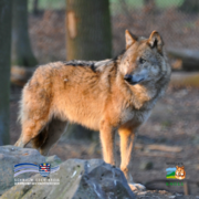 Zu sehen ist ein Wolf, der auf einem Felsen in einem Wald steht und aufmerksam zur Seite blickt. Sein Fell ist grau-braun und wird vom warmen Licht beleuchtet. Im Hintergrund sind unscharfe Bäume zu erkennen. Unten links ist das Logo des Schwalm-Eder-Kreises, unten rechts das Logo des Naturzentrums Wildpark Knüll abgebildet.