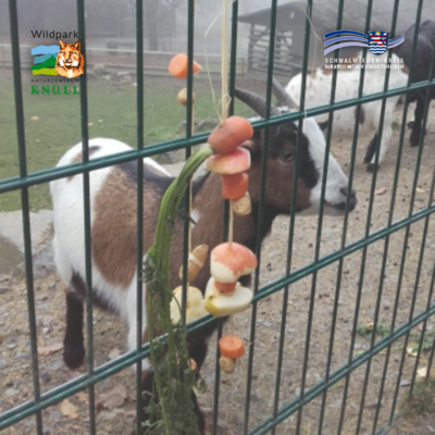Auf dem Bild steht eine braun-weiß gemusterte Ziege hinter einem Metallzaun. Am Zaun hängt eine Schnur mit aufgefädeltem Gemüse und Obst, unter anderem Karotten, Apfelstücke und Erdnüsse. Im Hintergrund sind eine zweite Ziege, ein Stallgebäude und nebliges Wetter zu erkennen. In den oberen Ecken befinden sich zwei Logos: links das Logo des Wildparks Knüll, rechts das Logo des Schwalm-Eder-Kreises.