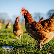 Auf dem Bild ist ein braunes Huhn zu sehen. Es steht auf einer Wiese. Im Hintergrund sind weitere Hühner. Die Sonne scheint und der Himmel ist blau.
