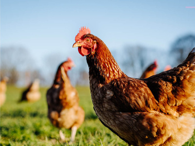 Auf dem Bild ist ein braunes Huhn zu sehen. Es steht auf einer Wiese. Im Hintergrund sind weitere Hühner. Die Sonne scheint und der Himmel ist blau.