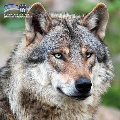 Nahaufnahme eines Wolfs mit graubraunem Fell und hellen Augen, der aufmerksam nach vorn blickt. Links oben ist das Logo des Schwalm-Eder-Kreises mit dem Schriftzug „Der Kreis mit den schönsten Ecken“ abgebildet.