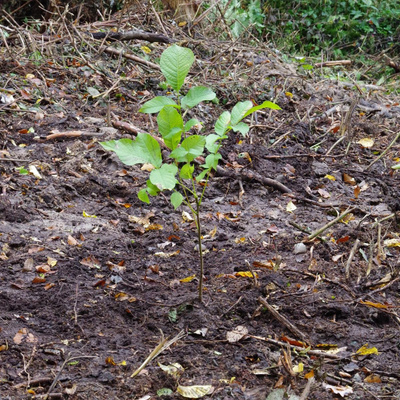Kreisweiter Umwelttag 2021