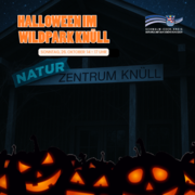 Ein dunkles Gebäude mit der Aufschrift Naturzentrum Knüll ist im Hintergrund zu sehen. Davor leuchten zahlreiche geschnitzte Kürbisse mit gruseligen Gesichtern in orangefarbenem Licht. Am oberen Rand steht in großen orange-weißen Buchstaben: „Halloween im Wildpark Knüll“. Darunter befindet sich ein oranger Balken mit dem Hinweis: „Sonntag, 26. Oktober: 14–17 Uhr“. Rechts oben ist das Logo des Schwalm-Eder-Kreises mit dem Schriftzug „Der Kreis mit den schönsten Ecken“ abgebildet. Die Gesamtgestaltung erinnert an eine Halloween-Veranstaltung mit herbstlich-düsterer Stimmung.