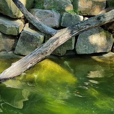 Waschbären im Wildpark Knüll