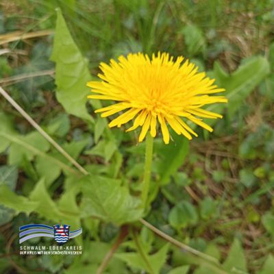 Nahaufnahme einer gelben Löwenzahnblüte, die zwischen grünen Blättern und Gräsern wächst. Unten links ist das Logo des Schwalm-Eder-Kreises eingeblendet.