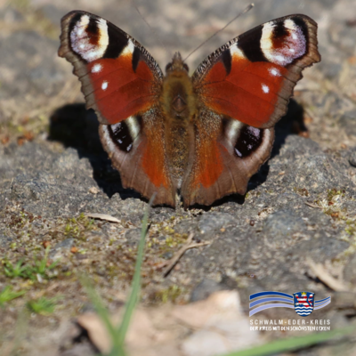 Ein Tagpfauenauge sitzt mit ausgebreiteten Flügeln auf steinigem Boden. Die Flügel sind rotbraun und zeigen auffällige Augenflecken in Schwarz, Weiß und Blau an den oberen und unteren Flügelrändern. Im Hintergrund sind kleine Pflanzen und Bodenstrukturen zu sehen. Unten rechts befindet sich das Logo des Schwalm-Eder-Kreises.