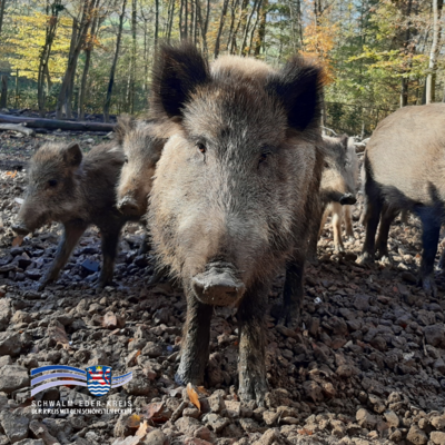 Im Vordergrund steht ein Wildschwein auf steinigem Waldboden und blickt direkt in die Kamera. Dahinter sind mehrere weitere Wildschweine, teils Jungtiere, zu sehen. Im Hintergrund erkennt man einen herbstlichen Wald mit buntem Laub. Unten links befindet sich das Logo des Schwalm-Eder-Kreises.