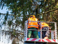 Zwei Arbeiter in orangefarbenen Warnwesten stehen in einem Hubsteigerkorb und führen Baumschnittarbeiten an einer hohen Tanne aus. Sie sind von hinten zu sehen, tragen Schutzkleidung und arbeiten zwischen den Ästen. Unten links ist das Logo des Schwalm-Eder-Kreises mit dem Schriftzug „Der Kreis mit den schönsten Ecken“ eingeblendet.